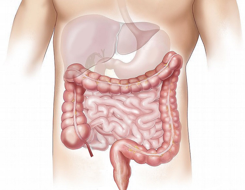 Large intestine and small intestine