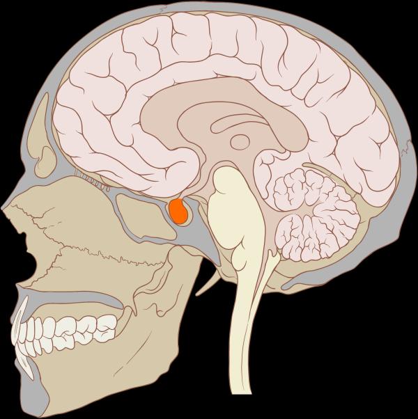 What is the pituitary gland and its function - How to stimulate the pituitary gland