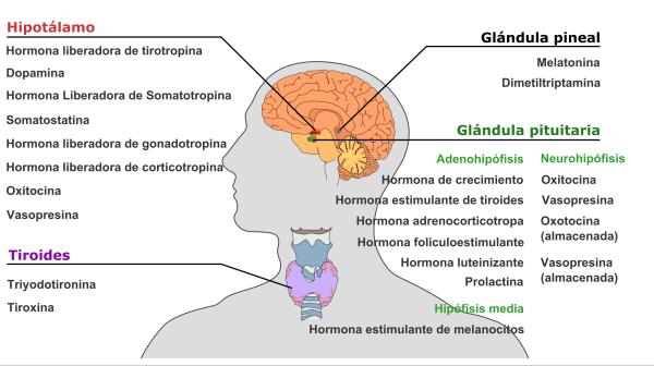 What is the pituitary gland and its function - Pituitary gland: function