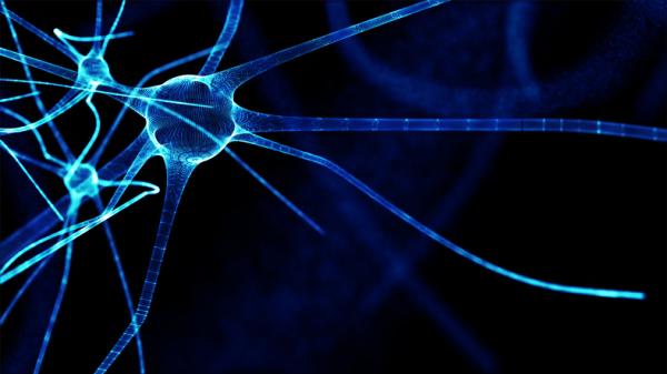 Somatic nervous system: what it is and function - Somatic and autonomic nervous system: differences