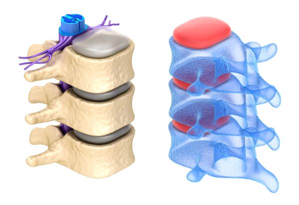 Peripheral nervous system: functions and parts - Peripheral nervous system: parts