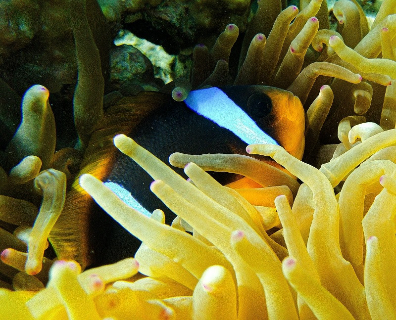 Mutualism in clownfish