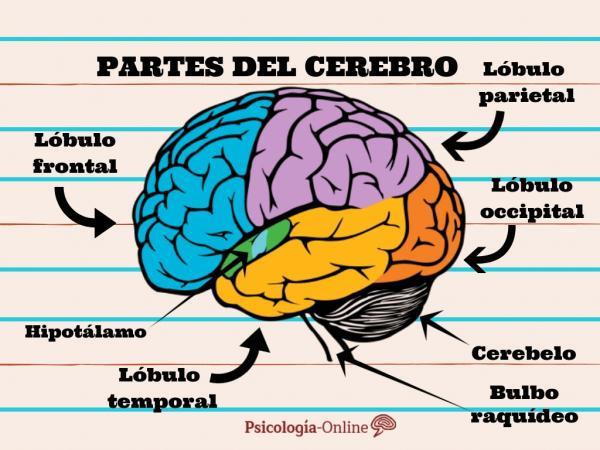 Central Nervous System: Functions and parts - Parts and functions of the brain