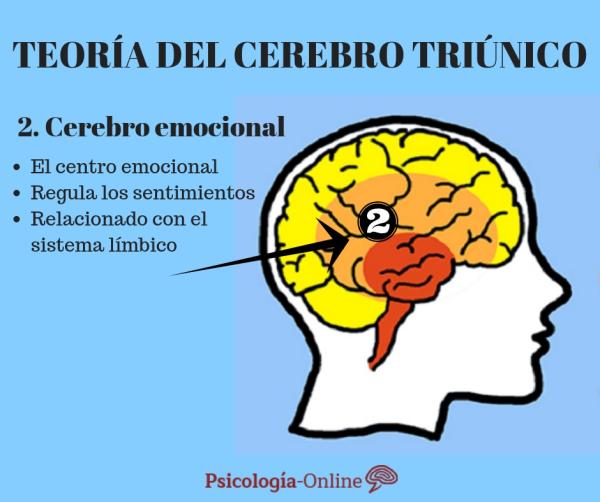 MacLean's triune brain theory - The emotional or limbic brain 