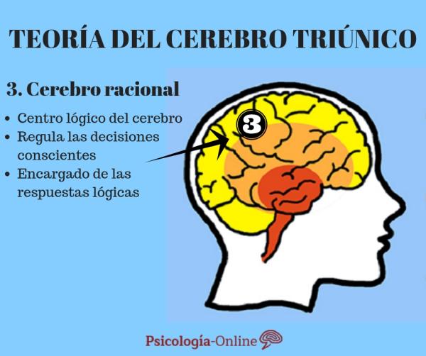 MacLean's triune brain theory - The rational brain or neocortex