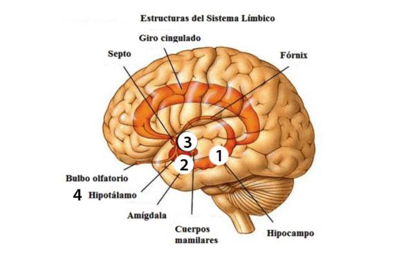 Limbic system: parts, functions and diseases - Anatomy of the limbic system: main parts