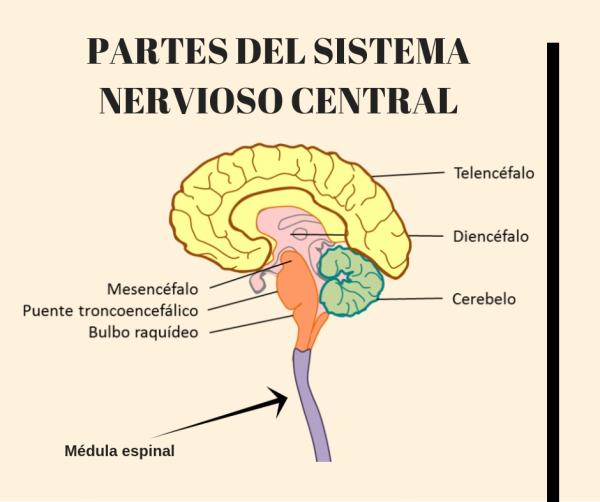 Parts of the brain and their functions - The brain and its parts