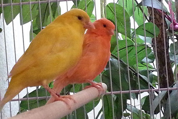 Canaries