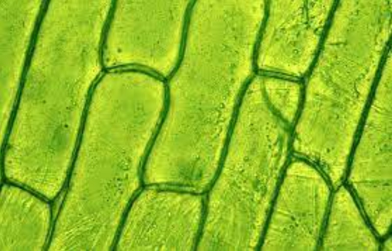 plant cells