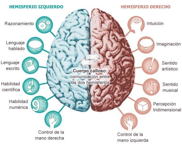 The cerebral cortex: functions and parts - The cerebral hemispheres 