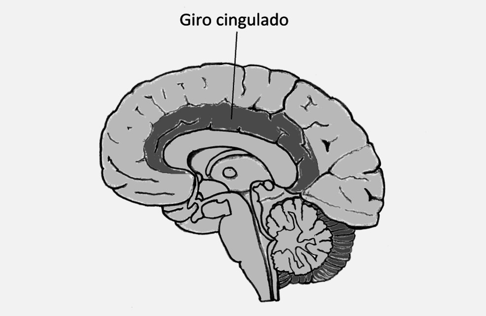 cingulate gyrus