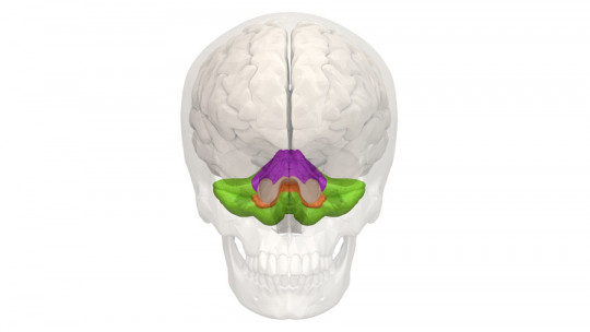 5 Curiosities About the Cerebellum