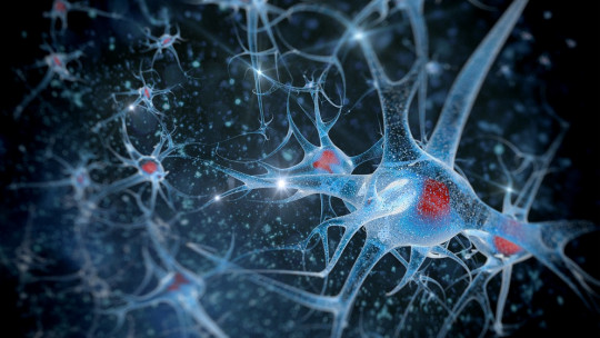 Action Potential: What is it and What Are Its Phases?