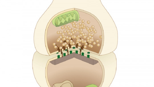 Adrenergic receptors