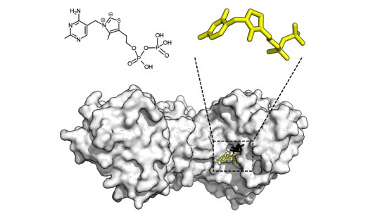 Apoenzyme: What it Is, Characteristics and Chemistry of Its Operation