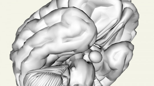 Ascending Activating Reticular System: Characteristics, Parts and Functions