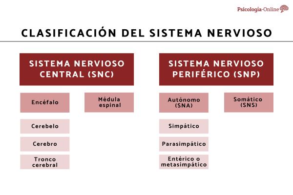 Autonomic nervous system: what it is, parts, functions and characteristics - Parts of the autonomic nervous system