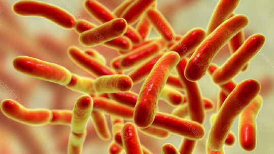 Bacteria That Live in the Intestine: Characteristics, Types and Functions