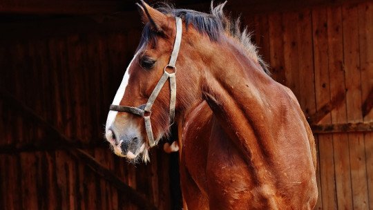 Benefits of Equine Assisted Psychotherapy (PAE)