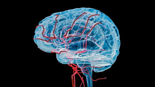 Blood supply to the brain