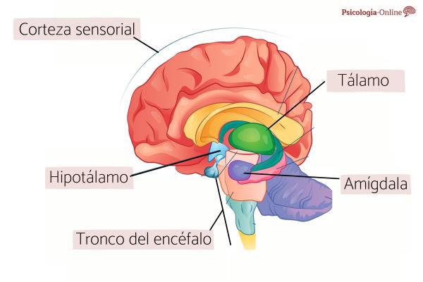 Brain Amygdala: What it Is, Location, Parts and Functions