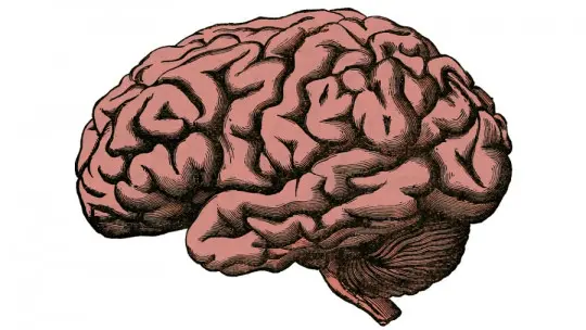 brain fissures