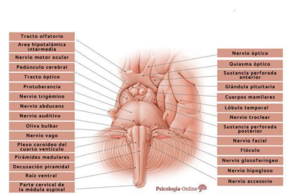 Brain stem: what it is, functions and parts - Parts of the brain stem