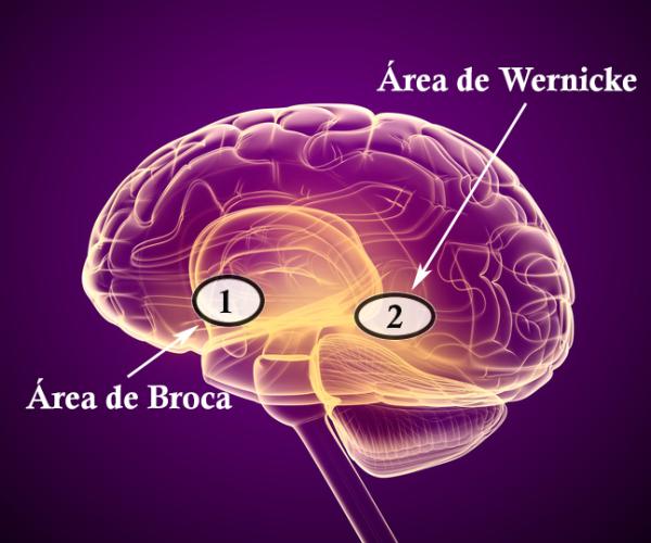 Broca and Wernicke Area: Differences and Functions