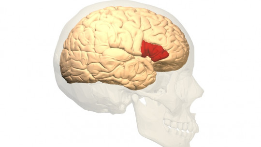 Broca's Area (part of the Brain): Functions and Its Relationship