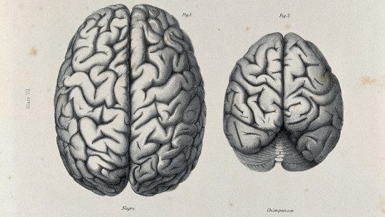 Can we create laboratory brains with consciousness?