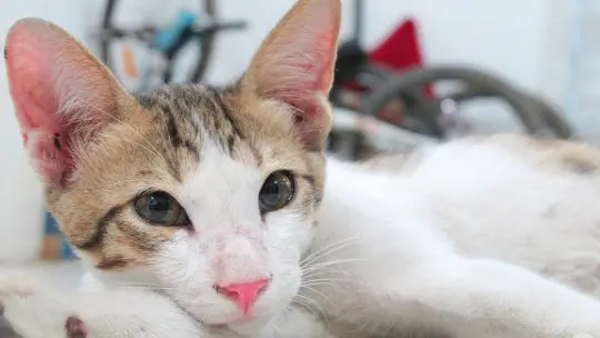 Cat therapy discover the beneficial effects of living with a