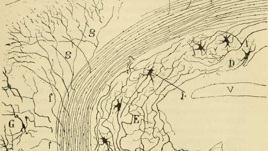 cerebellar cortex