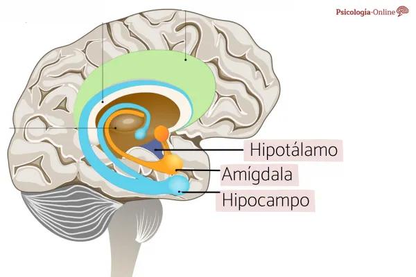 Cerebral Insula: What it Is, Location, Parts and Functions