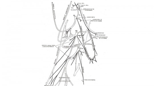 cervical plexus