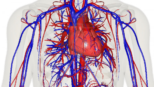 Circulatory system