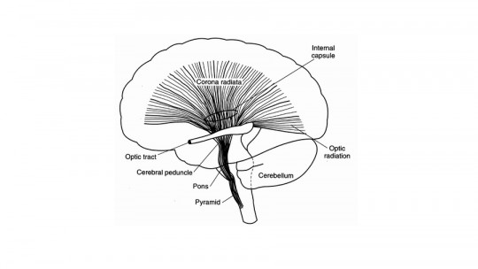 Corona radiata