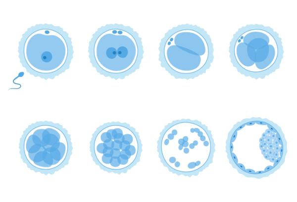 Development of the nervous system: stages and factors - Gastrulation: first three weeks 