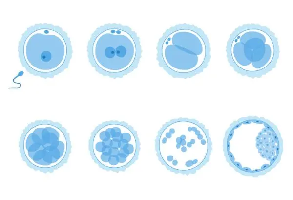 Development of the nervous system: stages and factors - Gastrulation: first three weeks 