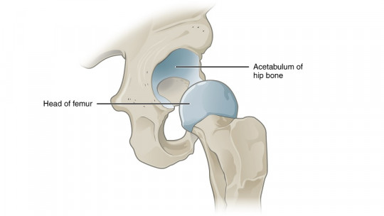 Diarthrosis: What They Are, Types and Anatomical Characteristics