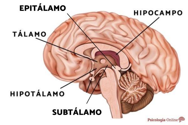 Diencephalon: What it Is, Parts and Functions