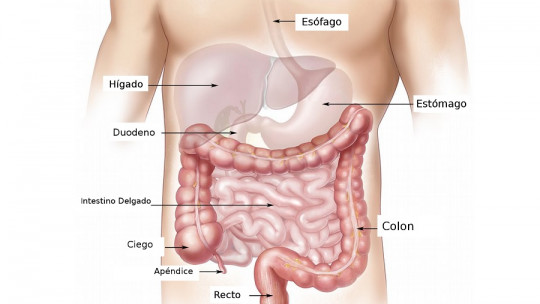 Digestive System: Anatomy, Parts and Functioning