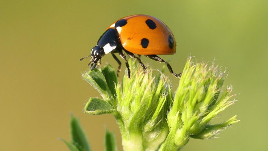 Do Insects Feel Pain?