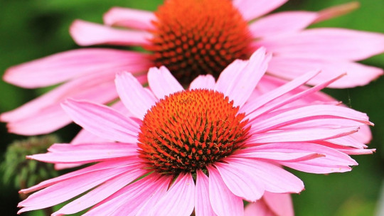 Echinacea: What Are the Properties and Benefits of This Plant?