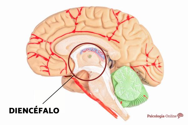 Epithalamus: what it is, parts and functions - What is the epithalamus