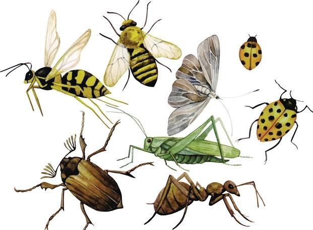 Fear of Insects: What it Is, Causes and How to