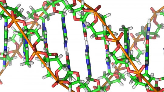 Genetic Segregation: What it Is, Characteristics and Examples