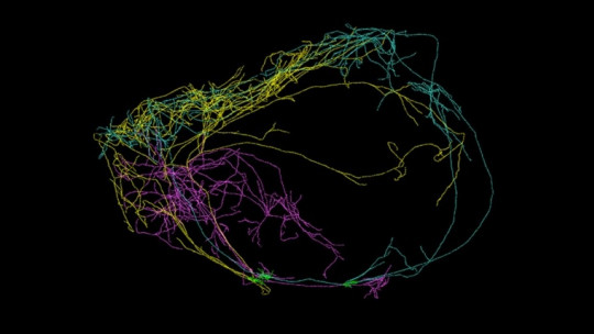 Giant Neurons Associated with Consciousness Discovered