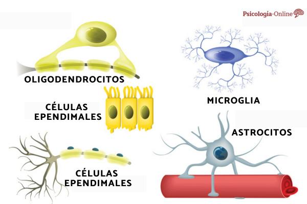 Glial cells: what they are, types and functions - Functions of glial cells