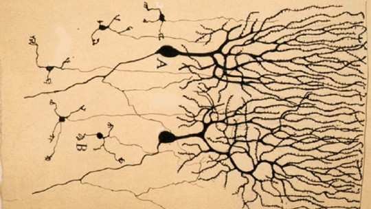 Granule Cells: Characteristics and Functions of These Neurons