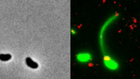 Horizontal Gene Transmission: What it Is, Types and How it